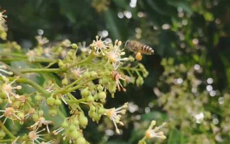 蜜蜂在家筑巢怎么办|蜜蜂在家里筑巢该怎么办？